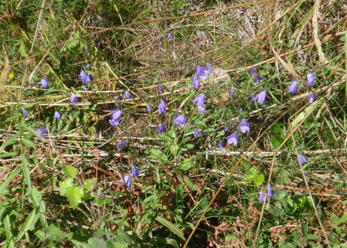 Blue Bells (the big version of Hair Bells).
